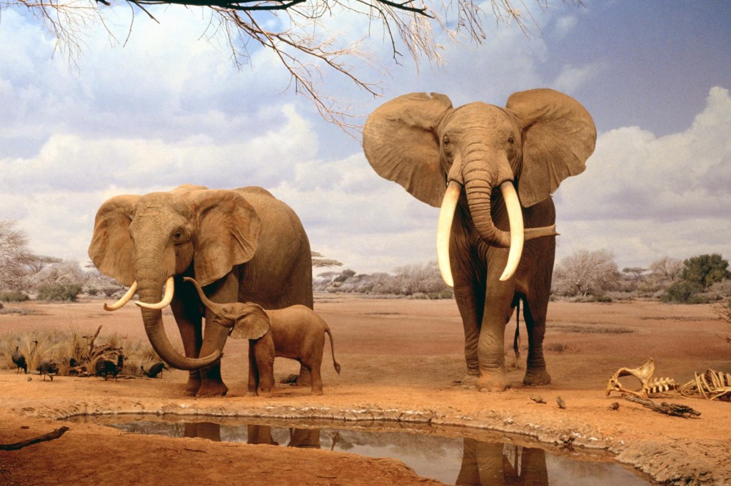 africa-elephants-summer-animals-desktop