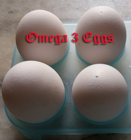 Omega 3 eggs