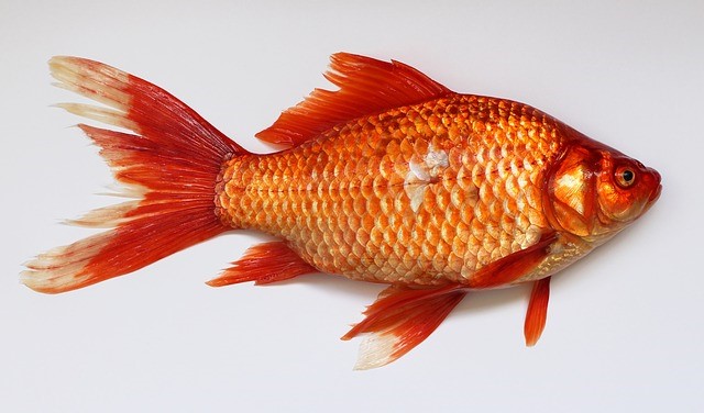Omega-3 fish