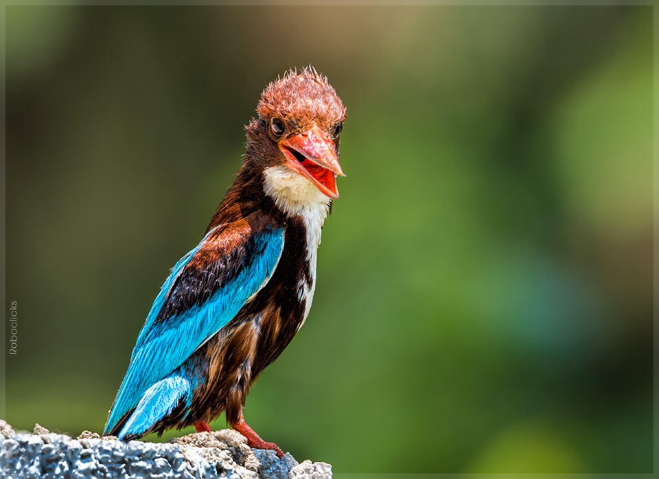 When the kind smiled_White-throated kingfisher