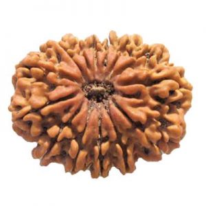 Chaturdasha Muki Rudraksha