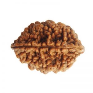 Do Mukhi Rudraksha