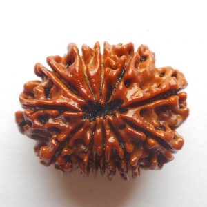 Ek Daska Mukhi Rudraksha