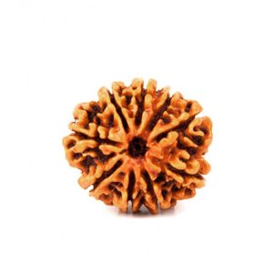 Nava Mukhi Rudraksha