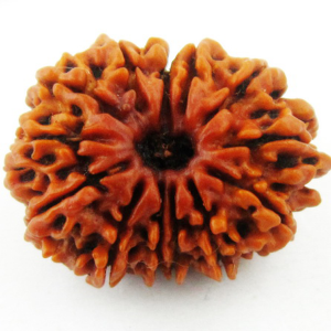 Trayodasha Mukhi Rudraksha