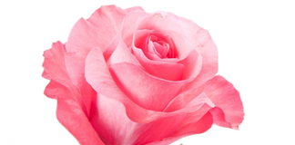 Roses and their shades- Do you know what they symbolize with their beauty and fragrance?
