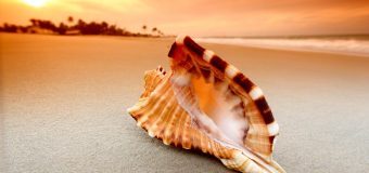 Unknown Facts Worth Knowing About Conch Shell or Shankha