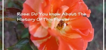 Rose: Do You know About The History Of This Flower