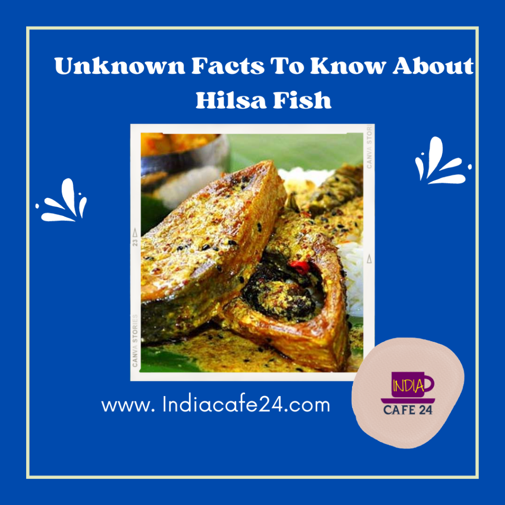 Hisla Fish - Facts and knowledge
