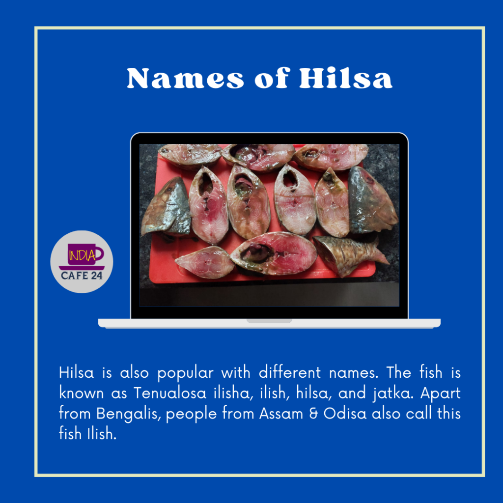 Names of Hilsa - IndiaCafe24 Entertainment Portal India