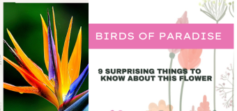 Birds of Paradise – 9 Surprising Things to Know About This Flower