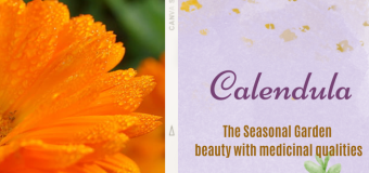 Calendula- The Seasonal Garden beauty with medicinal qualities