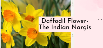 Daffodil Flower- The Indian Nargis