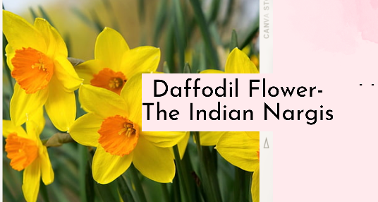 Daffodil Flower The Indian Nargis
