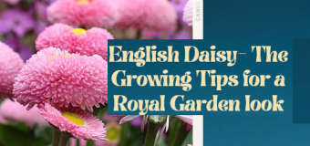 English Daisy- The Growing Tips for a Royal Garden look