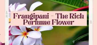 Frangipani – The Rich Perfume Flower