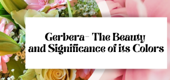 Gerbera- The Beauty and Significance of its Colors