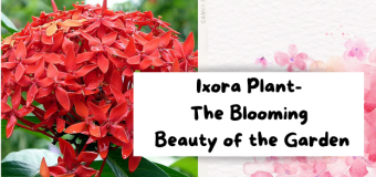 Ixora Plant- The Blooming Beauty of the Garden