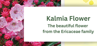Kalmia Flower: The beautiful flower from the Ericaceae family