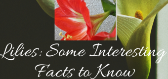 Lilies: Some Interesting Facts to Know