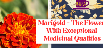 Marigold – The Flower With Exceptional Medicinal Qualities