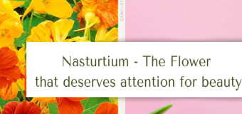 Nasturtium – The Flower that deserves attention for beauty