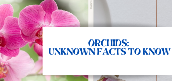 Orchids: Unknown Facts to Know