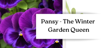 Pansy – The Winter Garden Queen