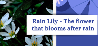 Rain Lily- The Flower Of Rains