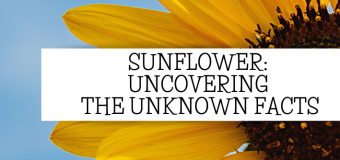 Sunflower: Uncovering the Unknown Facts