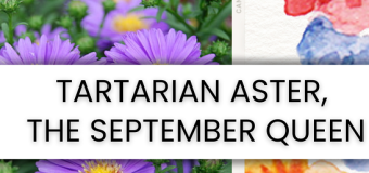 Tartarian Aster, The September Queen
