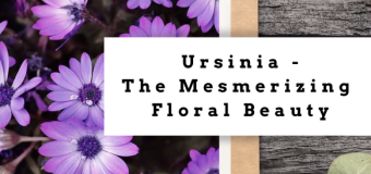 Ursinia -The Mesmerizing Floral Beauty