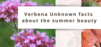 Verbena – The Summer Beauty