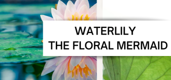 Waterlily – The Floral Mermaid