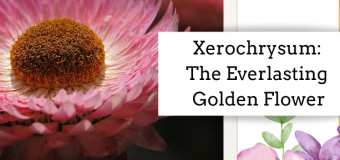 Xerochrysum: The Everlasting Golden Flower
