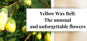 Yellow Wax Bell: The unusual and unforgettable flowers