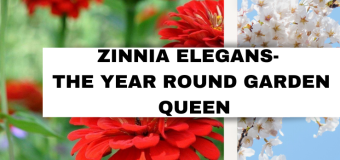 Zinnia Elegans- The year round garden queen