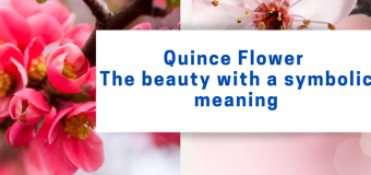 Quince Flower – The beauty with a symbolic meaning