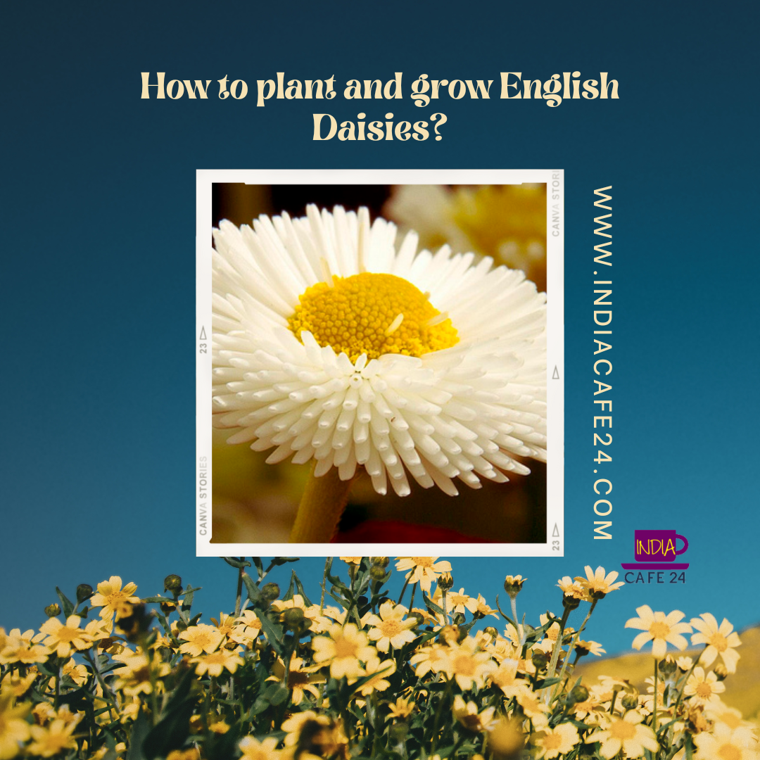 How to Plant and Grow English Daisy