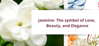Jasmine- The symbol of Love, Beauty, and Elegance