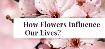 How Flowers Influence Our Lives?